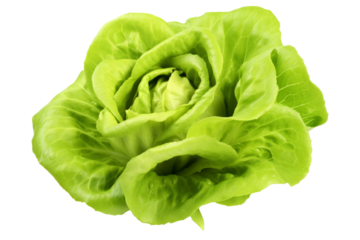 green butter lettuce vegetable or salad isolated on white back ground