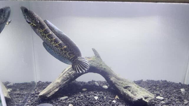 Footage of a channa auranti. This is a very rare fish from inland india.	