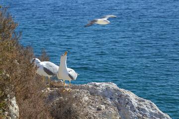 Several seagulls on a cliff