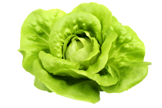green butter lettuce vegetable or salad isolated on white back ground