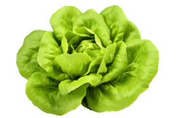 green butter lettuce vegetable or salad isolated on white back ground