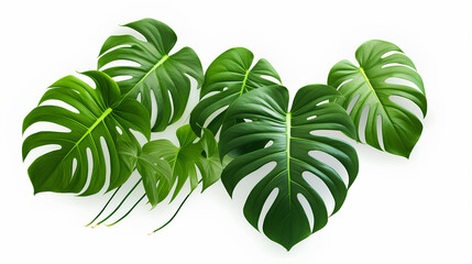 Exotic plants, palm leaves, monstera on an isolated white background