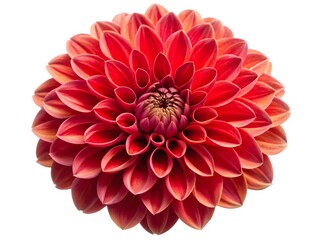 Stunning Red Dahlia Flower Isolated On A White Background.