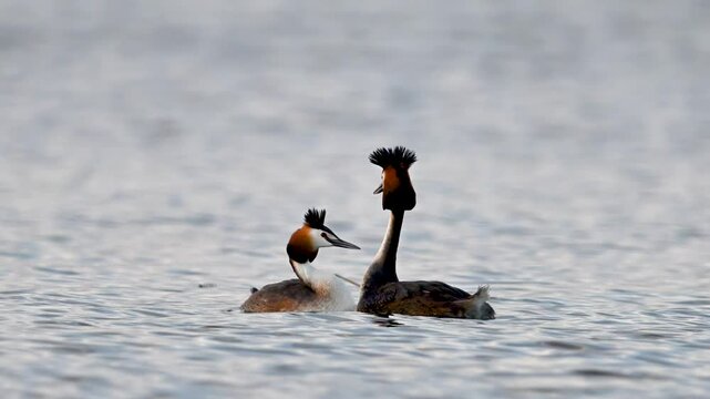 Great crested grebes are mating and dancing in water