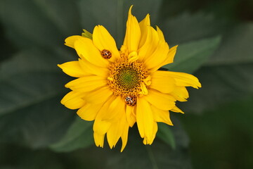 yellow flower with ladybug in the garden close up