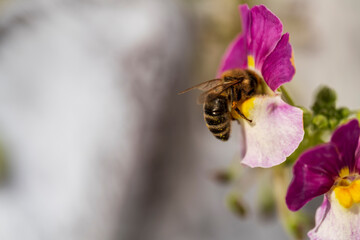 Honey Bee fly to pink flower with blurry soft bokeh background