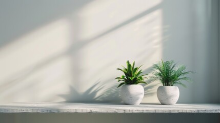 Fototapeta premium Minimalist Potted Plants on White Table