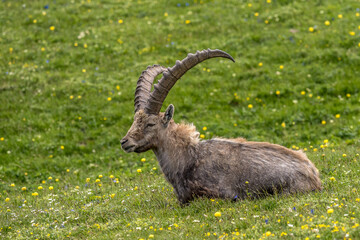 Portrait of a male ibex in a flowery meadow in the Vercors mountains.