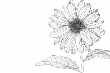 Serene aster outline embodying patience and grace in delicate hues