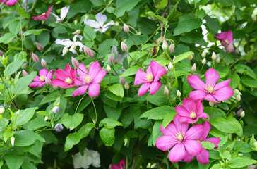 Beautiful clematis Ville de Lyon blooming in the summer garden.