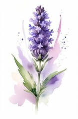 Lavender watercolor background. Delicate flower bouquet on a white background. Spring-summer banner template