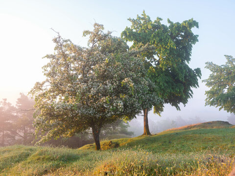 White cherry blossom on meadow hillside with background morning mist