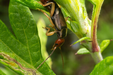 Close up of the front of a Forficula auricularia commonly known as earwig