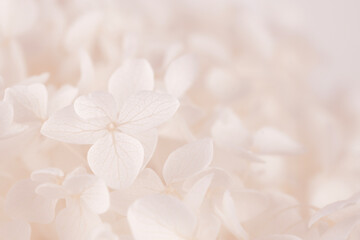 Beautiful blooming hortensia hydrangea white flowers with one opened bud peachy beige romantic colors macro