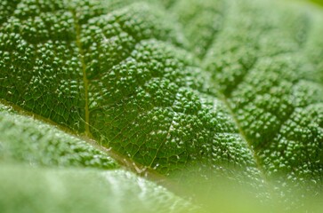 Macro image of a plant leaf with detailed abstract pattern of leaf structure. Close up of a plant for background.
