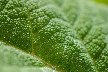 Macro image of a plant leaf with detailed abstract pattern of leaf structure. Close up of a plant for background.