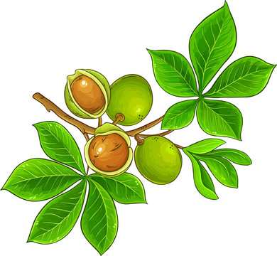 Mongongo Branch with Flowers Nuts and Leaves Colored Detailed Illustration.