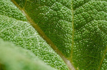 Macro image of a plant leaf with detailed abstract pattern of leaf structure. Close up of a plant for background.