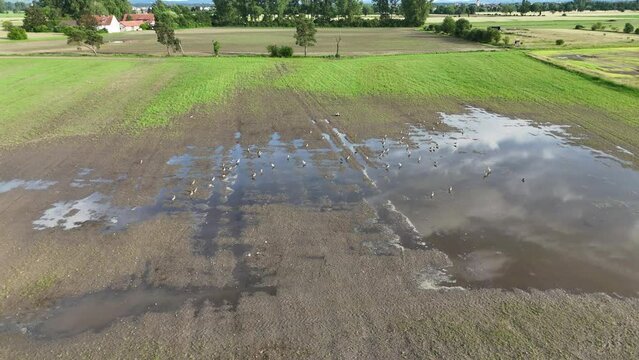 Flug &uuml;ber Nilg&auml;nse