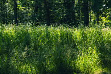 prairie à la lisière de la forêt sombre