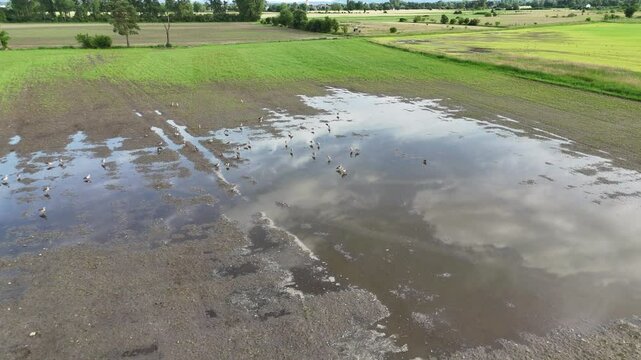 Flug &uuml;ber Nilg&auml;nse