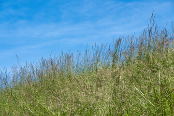 Obraz premium champ d' herbe et ciel bleu