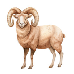 Standing ram with large curled horns depicted in a realistic illustration, showcasing the animal's detailed fur texture and majestic presence. isolated white background, transparent background, PNG