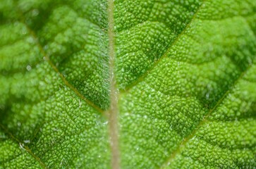 Macro image of a plant leaf with detailed abstract pattern of leaf structure. Close up of a plant for background.