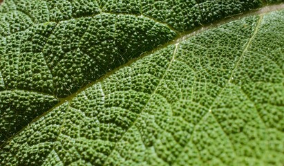 Macro image of a plant leaf with detailed abstract pattern of leaf structure. Close up of a plant for background.