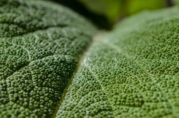 Macro image of a plant leaf with detailed abstract pattern of leaf structure. Close up of a plant for background.