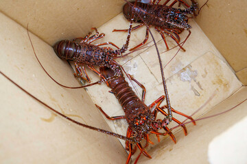 水揚げされた伊勢海老刺し網漁の漁網から伊勢海老を取り外す漁師たち。
日本国静岡県伊豆半島賀茂郡南伊豆町中木から渡し船で渡るヒリゾ浜にて。
2022年9月撮影。
イセエビ, 伊勢海老, Japanese Spiny Lobster (Panulirus japonicus), イセエビ科,
