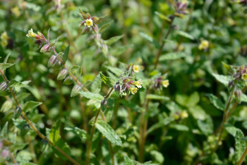 Yellow nonea flowers
