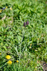 Alpine checkered lily flower buds