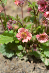 Avens Tempo Rose flowers