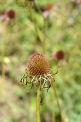 Coneflower Hula Dancer seed head