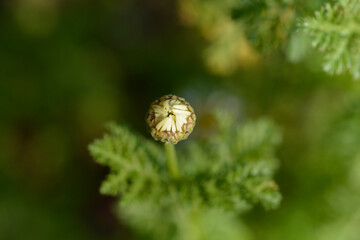 Mount Atlas Daisy flower bud