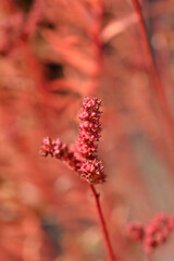 Oriental penthorum flowers