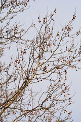 London plane branches in the winter