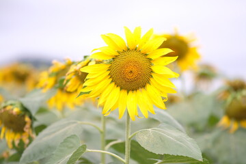Fototapeta premium Sunflower 