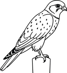 illustration of a bird