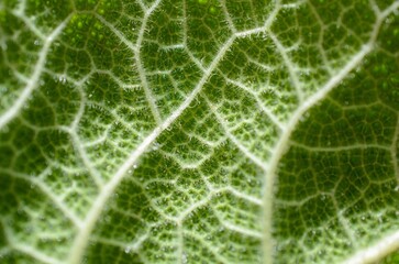 Macro image of a plant leaf with detailed abstract pattern of leaf structure. Close up of a plant for background.