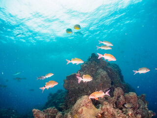 美しいメジナ（イスズミ科）、ホウライヒメジ（ヒメジ科）、チョウチョウウオ（チョウチョウウオ科）他の群れ。

日本国静岡県伊豆半島賀茂郡南伊豆町中木から渡し船で渡るヒリゾ浜にて。
2022年9月撮影。

Largescale Blackfish (Girella punctata), Whitesaddle goatfish (Parupeneus ciliatus), Oriental