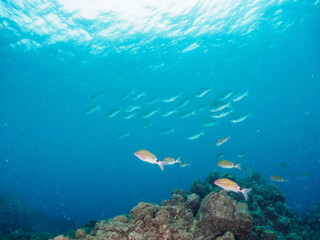 美しいメジナ（イスズミ科）、ホウライヒメジ（ヒメジ科）、チョウチョウウオ（チョウチョウウオ科）他の群れ。

日本国静岡県伊豆半島賀茂郡南伊豆町中木から渡し船で渡るヒリゾ浜にて。
2022年9月撮影。

Largescale Blackfish (Girella punctata), Whitesaddle goatfish (Parupeneus ciliatus), Oriental