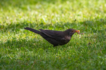 A blackbird caught an earthworm in a courtyard in a residential area of Munich
