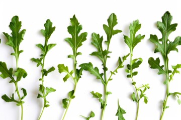 Serene silhouette of arugula leaves in soft pastel hues