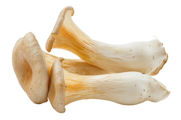Fototapeta premium Pile of King Oyster or trumpet Mushroom isolated on background, fungi with high nutrients and protein.