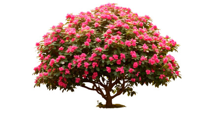 Blooming flower tree or forest side view isolated on white or transparent background.
