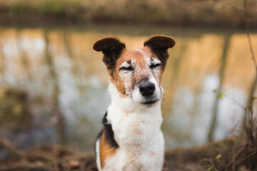 old fox terrier dog close up head portrait with closed eyes with a river in the background in a forest