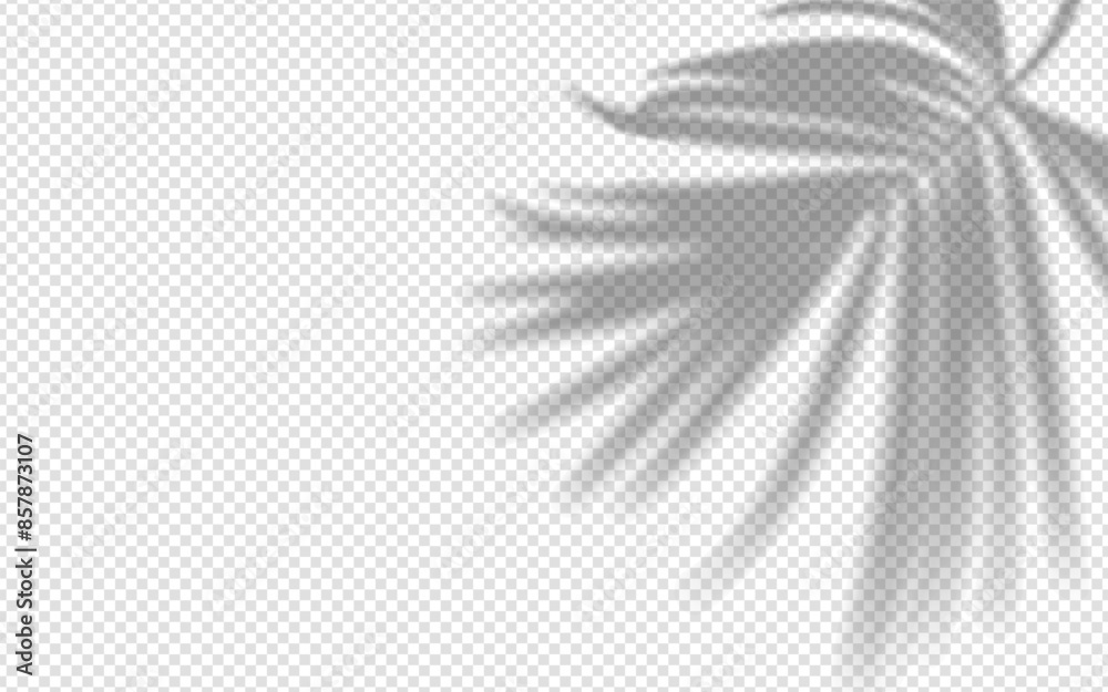 Wall mural shadow overlay from a palm tree branch isolated on a transparent background.