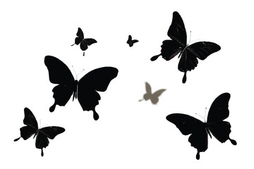 Butterflies silhouette. Flock of flying butterflies. Isolated black silhouette on white background. Vector illustration.  